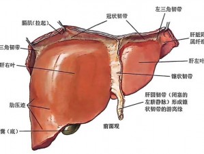 强肝13小时(肝移植手术要进行 13 小时，病人能扛得住吗？)