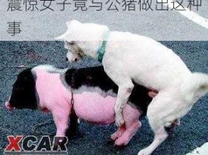 震惊女子竟与公猪做出这种事