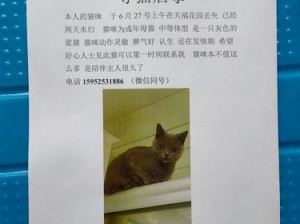 揭开隐藏的真相：全面攻略助你寻获小猫踪迹