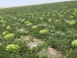 大地资源在线观看西瓜-如何在线观看大地资源之西瓜？