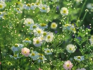 野花高清在线观看免费、野花高清免费在线观看，无广告弹窗，精彩不断