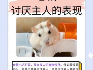 狼人杀仓鼠版独特玩法揭秘：仓鼠技能规则详解与实战攻略