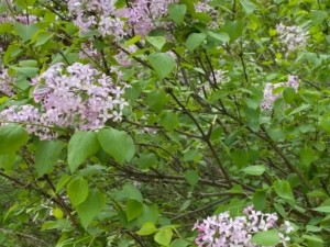 丁香花免费高清完整在线、如何在线免费观看高清完整的丁香花？