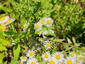 野花社区——一款专注于提供丰富野花资源和相关知识的在线平台