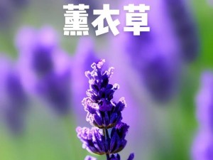 薰衣草研究所网站入口——了解薰衣草，探索芳香世界