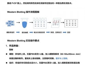 Abw系列实验4【如何进行Abw 系列实验 4？】