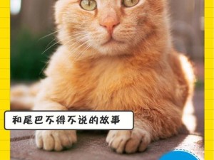 猫咪别追我：超级加速升级攻略秘籍掌握技巧，飞速成长