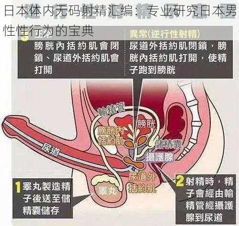 日本体内无码射精汇编：专业研究日本男性性行为的宝典