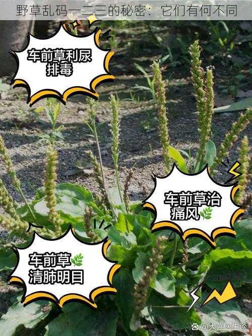 野草乱码一二三的秘密：它们有何不同