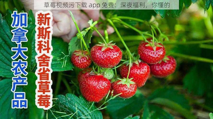 草莓视频污下载 app 免费：深夜福利，你懂的