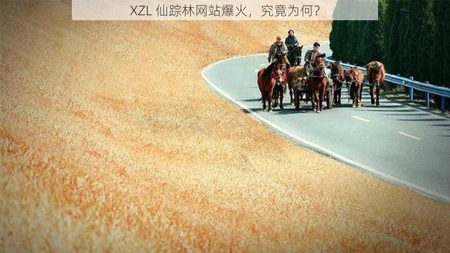 XZL 仙踪林网站爆火，究竟为何？