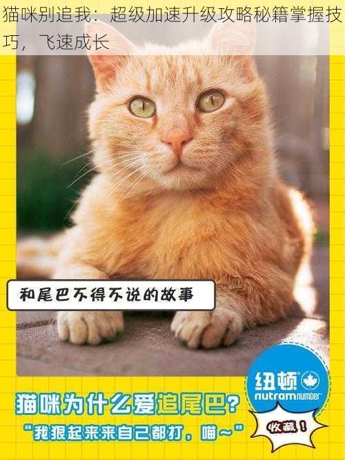 猫咪别追我：超级加速升级攻略秘籍掌握技巧，飞速成长