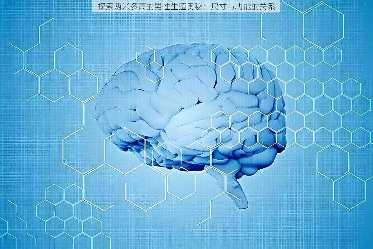 探索两米多高的男性生殖奥秘：尺寸与功能的关系