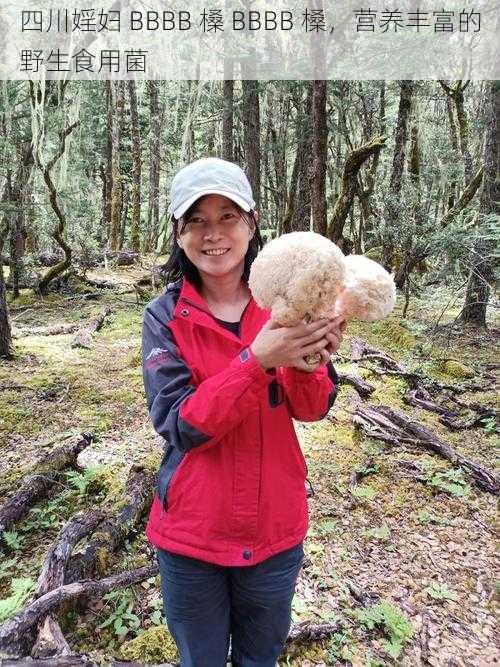 四川婬妇 BBBB 槡 BBBB 槡，营养丰富的野生食用菌