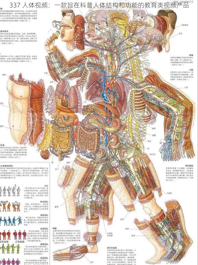 337 人体视频：一款旨在科普人体结构和功能的教育类视频产品