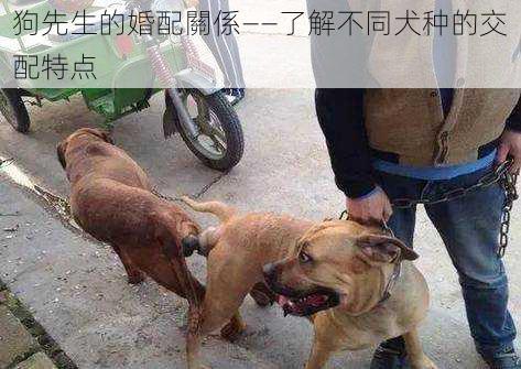 狗先生的婚配關係——了解不同犬种的交配特点