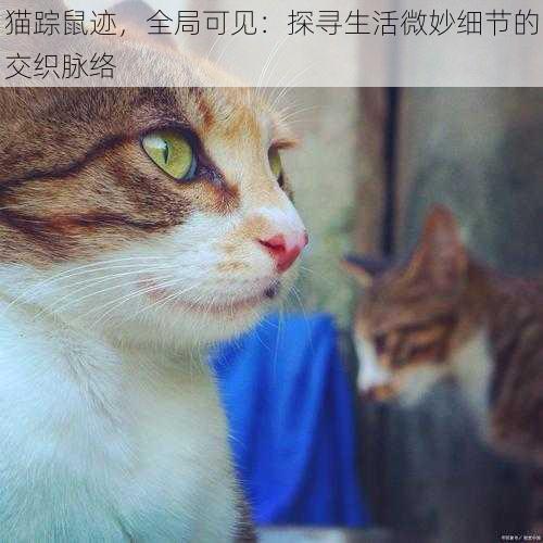 猫踪鼠迹，全局可见：探寻生活微妙细节的交织脉络