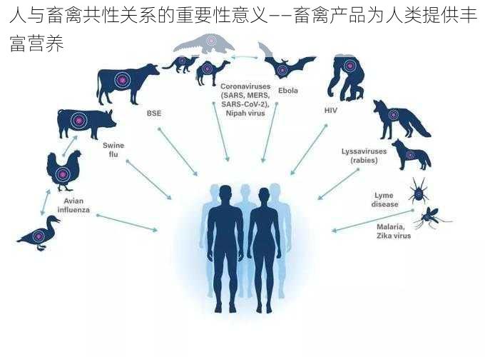 人与畜禽共性关系的重要性意义——畜禽产品为人类提供丰富营养