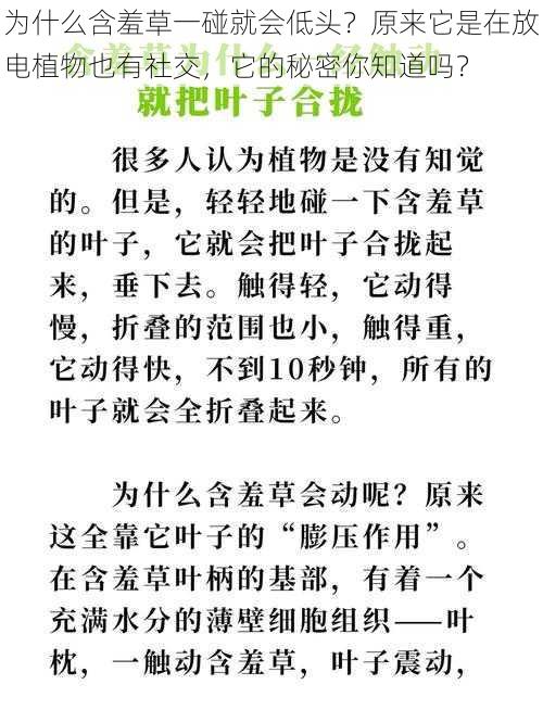 为什么含羞草一碰就会低头？原来它是在放电植物也有社交，它的秘密你知道吗？