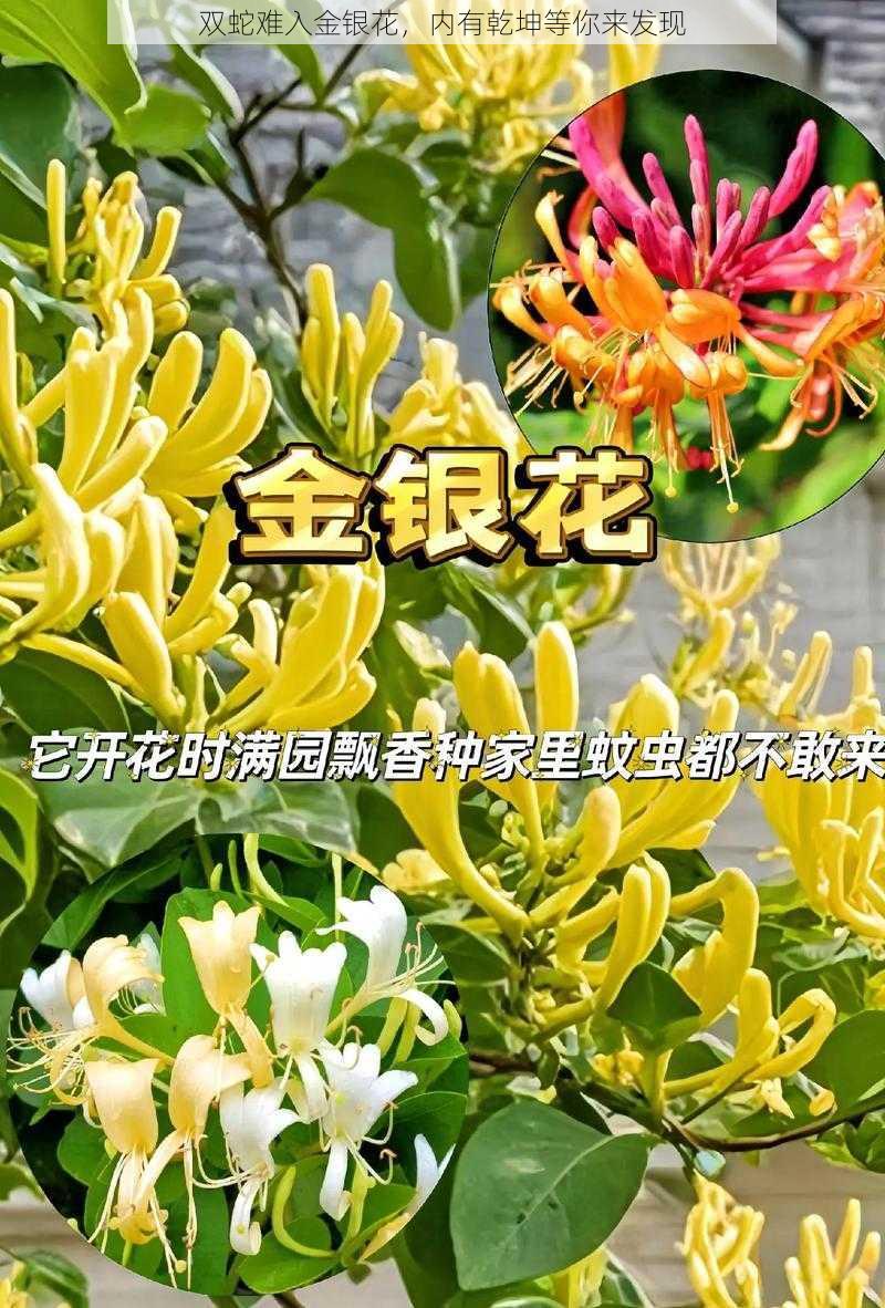 双蛇难入金银花，内有乾坤等你来发现