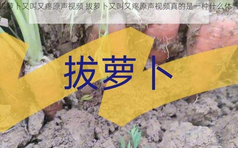 拔萝卜又叫又疼原声视频 拔萝卜又叫又疼原声视频真的是一种什么体验？