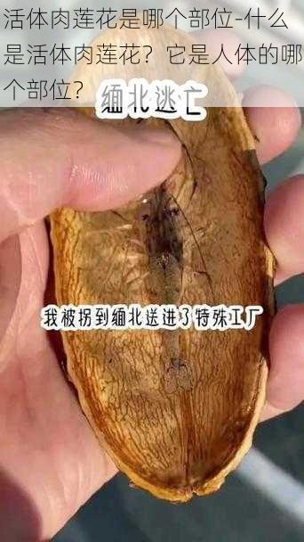 活体肉莲花是哪个部位-什么是活体肉莲花？它是人体的哪个部位？