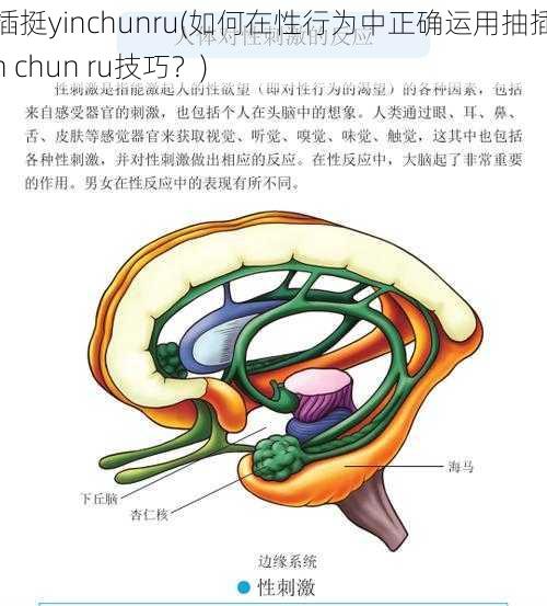 抽插挺yinchunru(如何在性行为中正确运用抽插挺 yin chun ru技巧？)